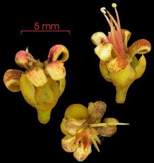 بادام هندی وحشی